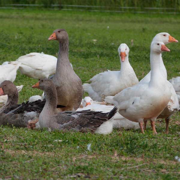 Ab vollständiger Befiederung haben sie immer eine große Koppel zur Verfügung wo sie nach belieben Sonne, Gras, Wasser, Auslauf konsumieren können.  Im Herbst füttern wir eine Getreide- Mischung vom eigenen Betrieb dazu und es gibt immer frisches Stroh und Heu, ebenfalls aus eigener Ernte.Das Endgewicht beträgt 3,5 bis 5,5 kg und das Fleisch beinhaltet besonders viel Eisen – mehr als andere Geflügelarten (Huhn, Pute), ist reich an Vit A und B1.